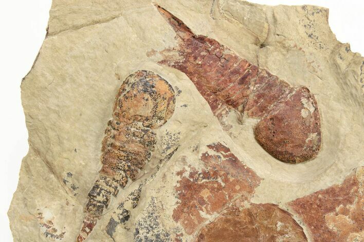 Two Soft-Bodied Fossil Aglaspids (Tremaglaspis) - Fezouata Formation #222357